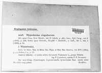 Hypoderma virgultorum image